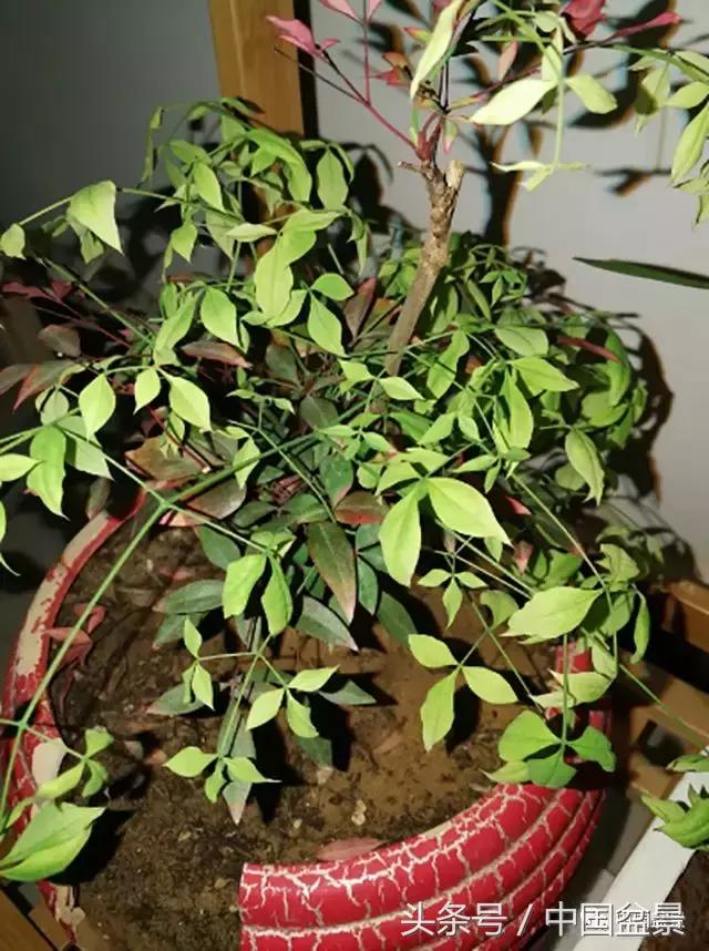 南天竹盆景鉴赏,南天竹盆景能放室内吗