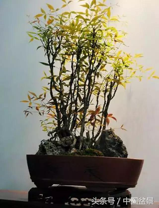 南天竹盆景鉴赏,南天竹盆景能放室内吗