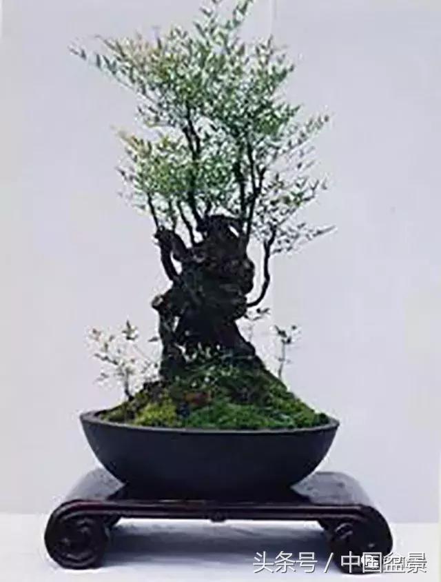 南天竹盆景鉴赏,南天竹盆景能放室内吗