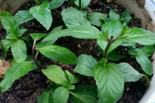 薄荷养殖方法与技巧和注意事项,薄荷的养殖方法和注意事项