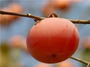 鍏版邯鏃呮父浠嬬粛,鍏版邯缇庝附