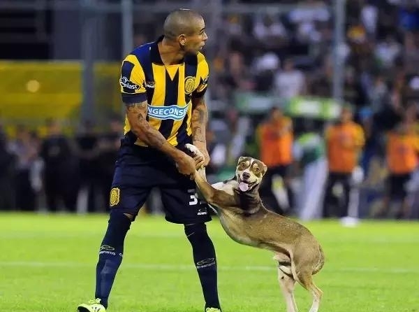 荣膺全场最佳?胖橘带你盘点那些闯入球场的猫猫狗狗