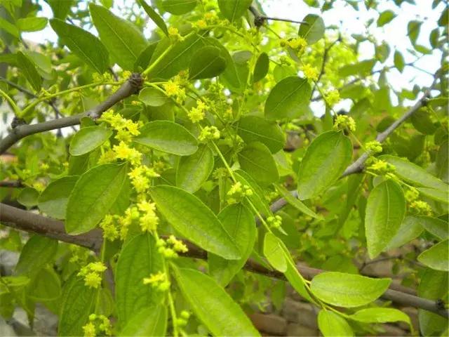 两棵枣树的小说,两颗枣树鲁迅朗读