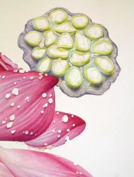 学画荷花和荷叶,荷花怎么画儿童简笔画