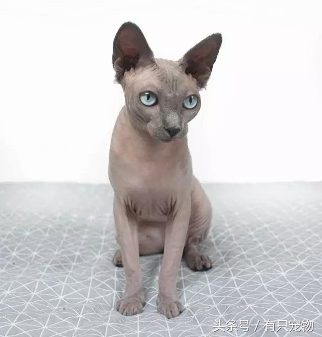 猫咪掉毛不吃化毛膏,无毛猫斯芬克斯掉毛吗