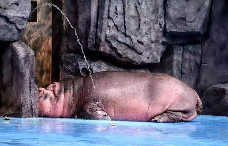 想投食小白虎、赏国际马戏？你有时间，小编有票，周末灵玲走起