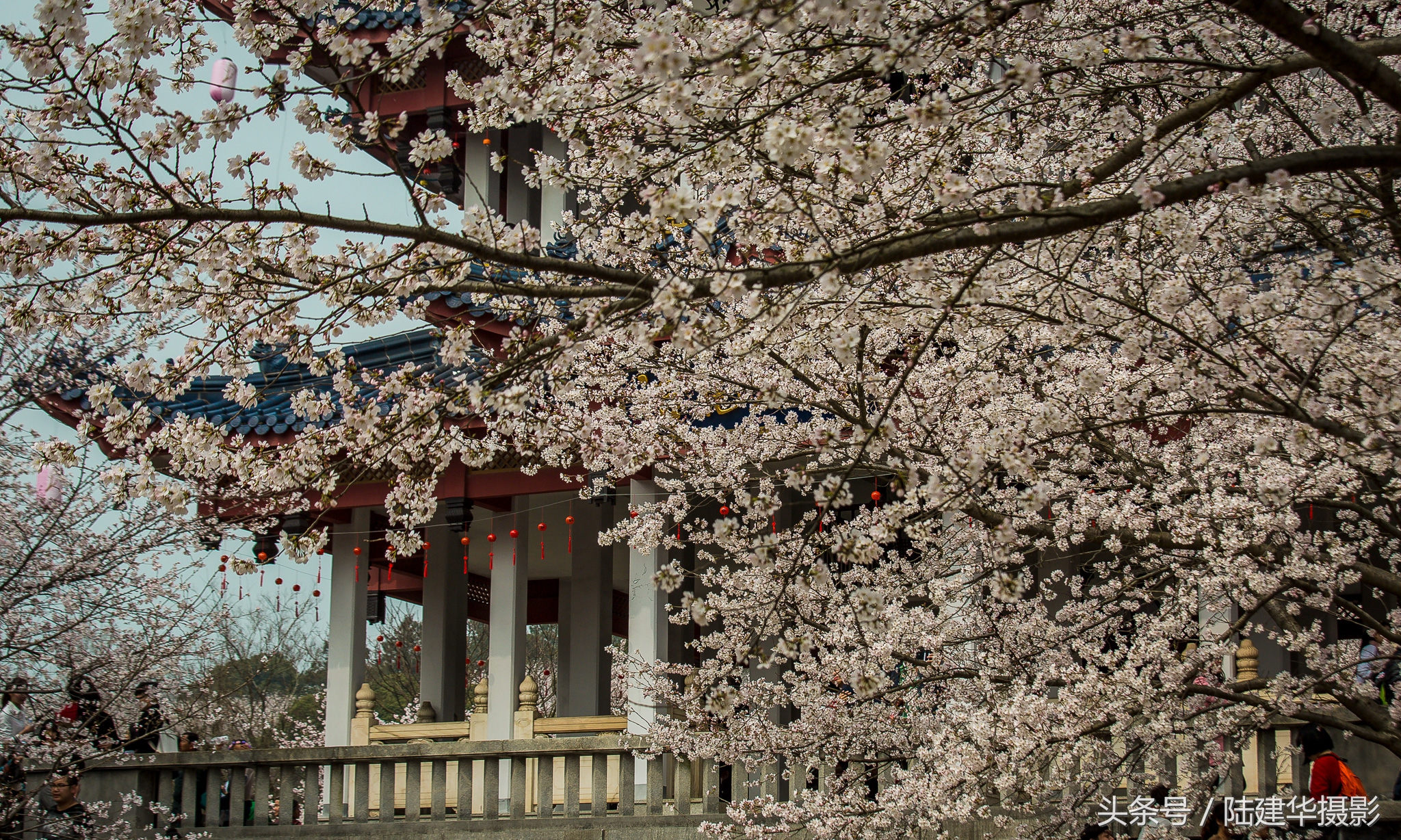 太湖赏樱花鼋头渚旅行攻略,太湖鼋头渚风景区看樱花旅游攻略