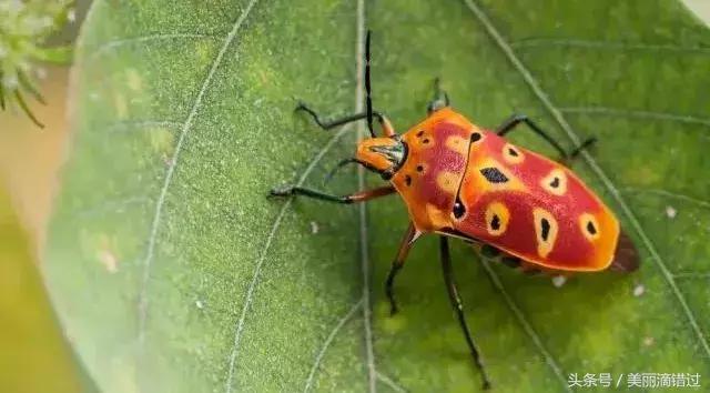 农村什么虫子有药用价值,农村臭屁虫特效药