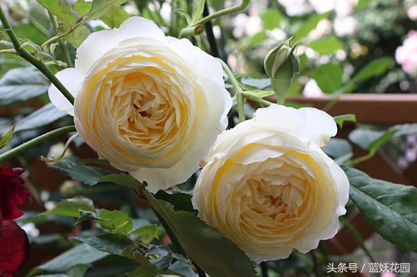 地栽月季怎么浇水,地栽月季浇水的最佳时间