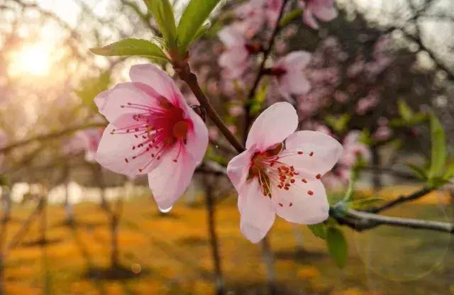 “桃花运”太好是种怎样的体验？