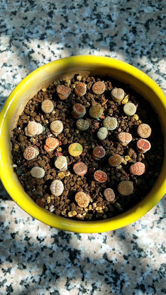 这种石头，放在阳台花盆里，竟然自己开花了！