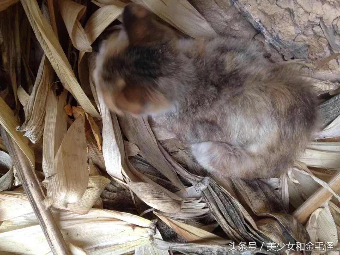 天气冷的猫咪怎么养护好,如何救治冻了的小猫