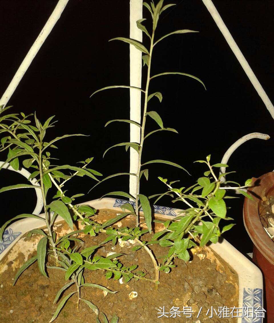 阳台种一棵桑葚,枸杞怎么种小盆栽最佳