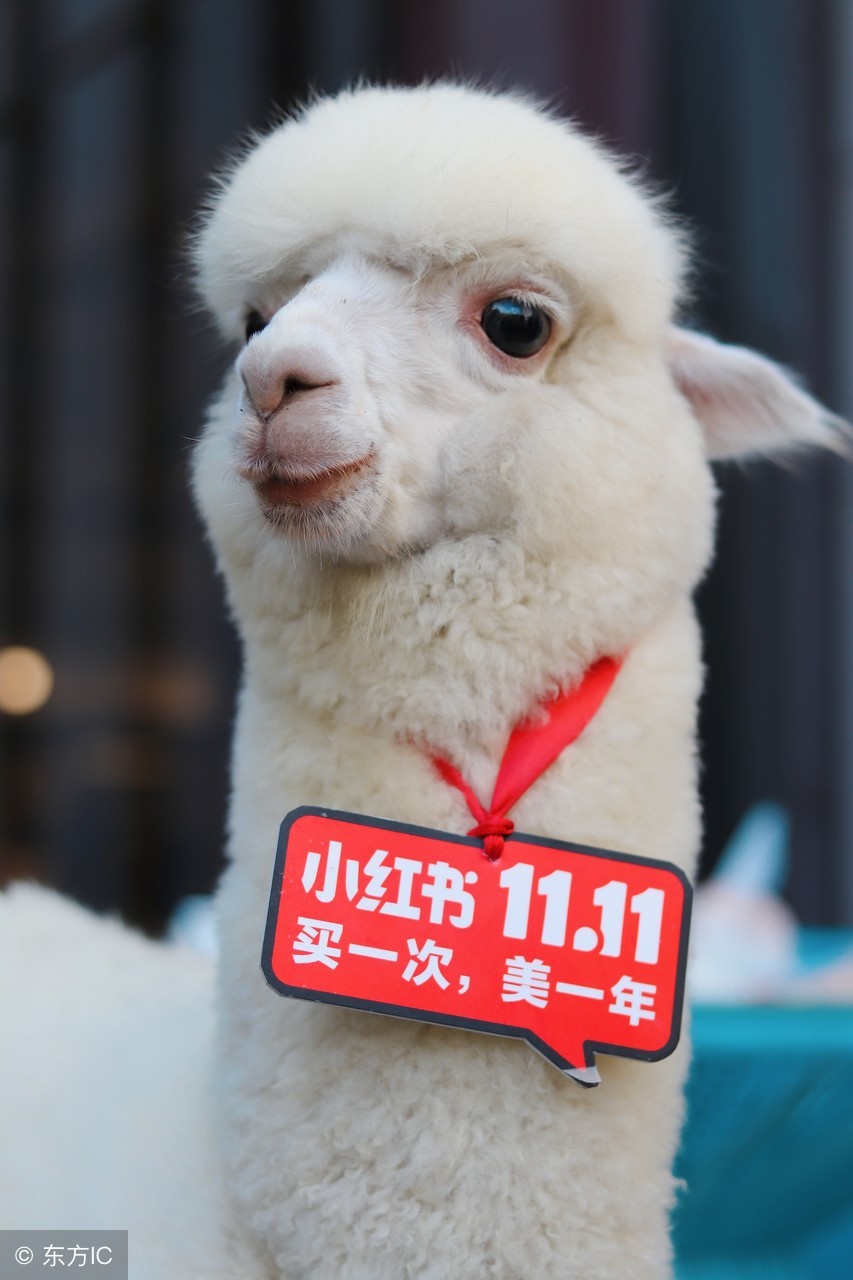 月入十万自媒体,自媒体月入十万