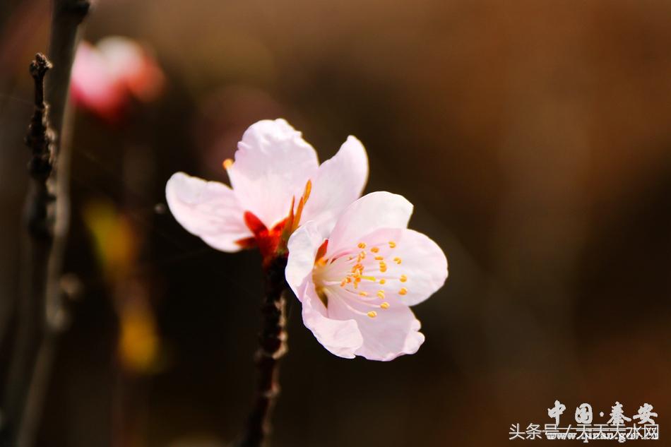 秦安:芳蕊遍地蜜蜂闹*光春**明媚凤山娇