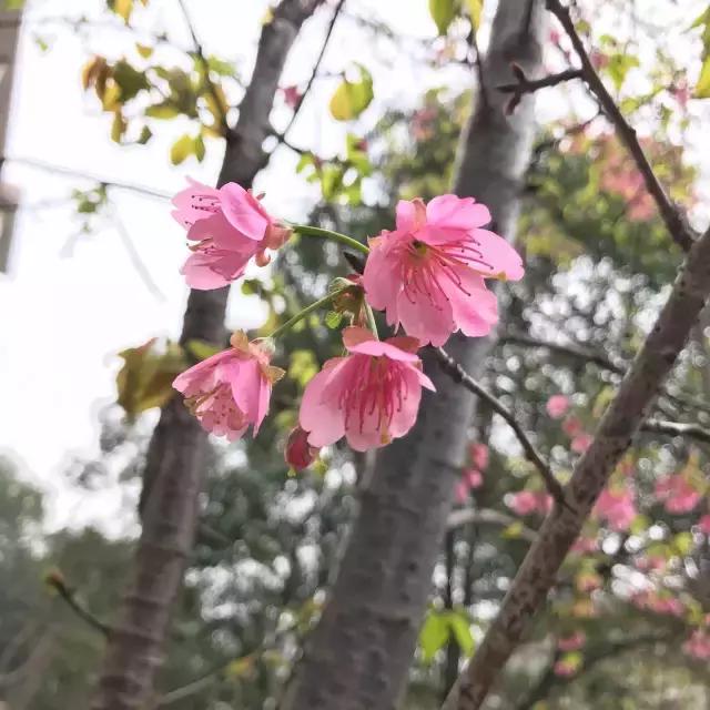 真樱花和假樱花的区别,怎么分辨真樱花还是假樱花