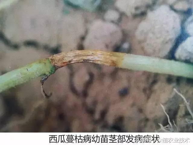 西瓜茎杆裂流红水什么病,西瓜蔓枯病和疫病有什么区别