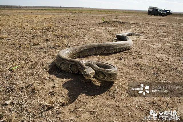 自然传奇之蟒蛇大追踪,自然传奇寻访大鳄巨蟒