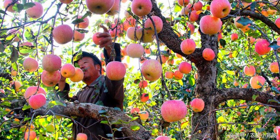 扦插嫁接生根育苗最新技术,扦插果树生根最快方法
