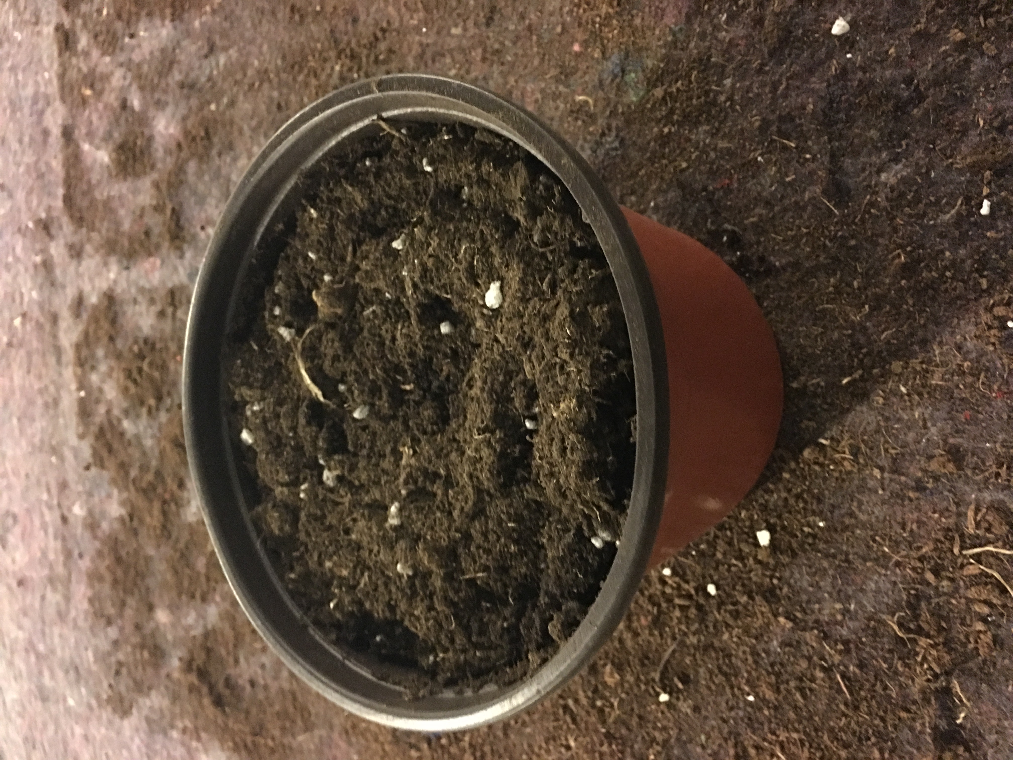 香水百合养护教程,重瓣香水百合养护方法