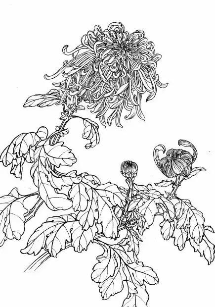 入门白描花卉菊花视频,白描菊花国画如何上色