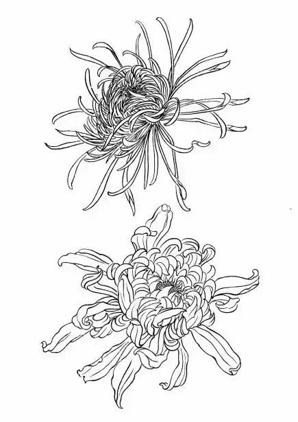 入门白描花卉菊花视频,白描菊花国画如何上色