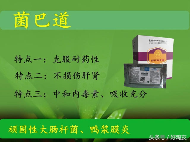 关于养鸽子的一些偏方,鸽子饲养方法大全