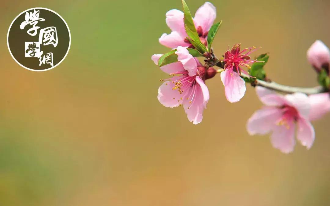 春分是踏青的好时节哪种花卉绽放,春分是深春吗