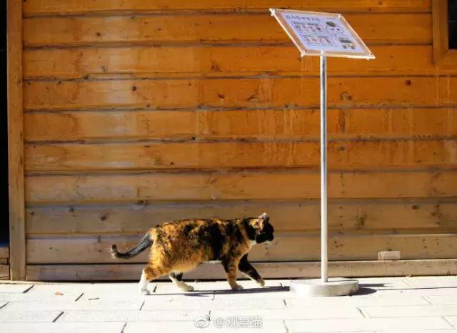 猫谱:因相成名,因名成谱《蓝毛毛找猫》24:猫出有名