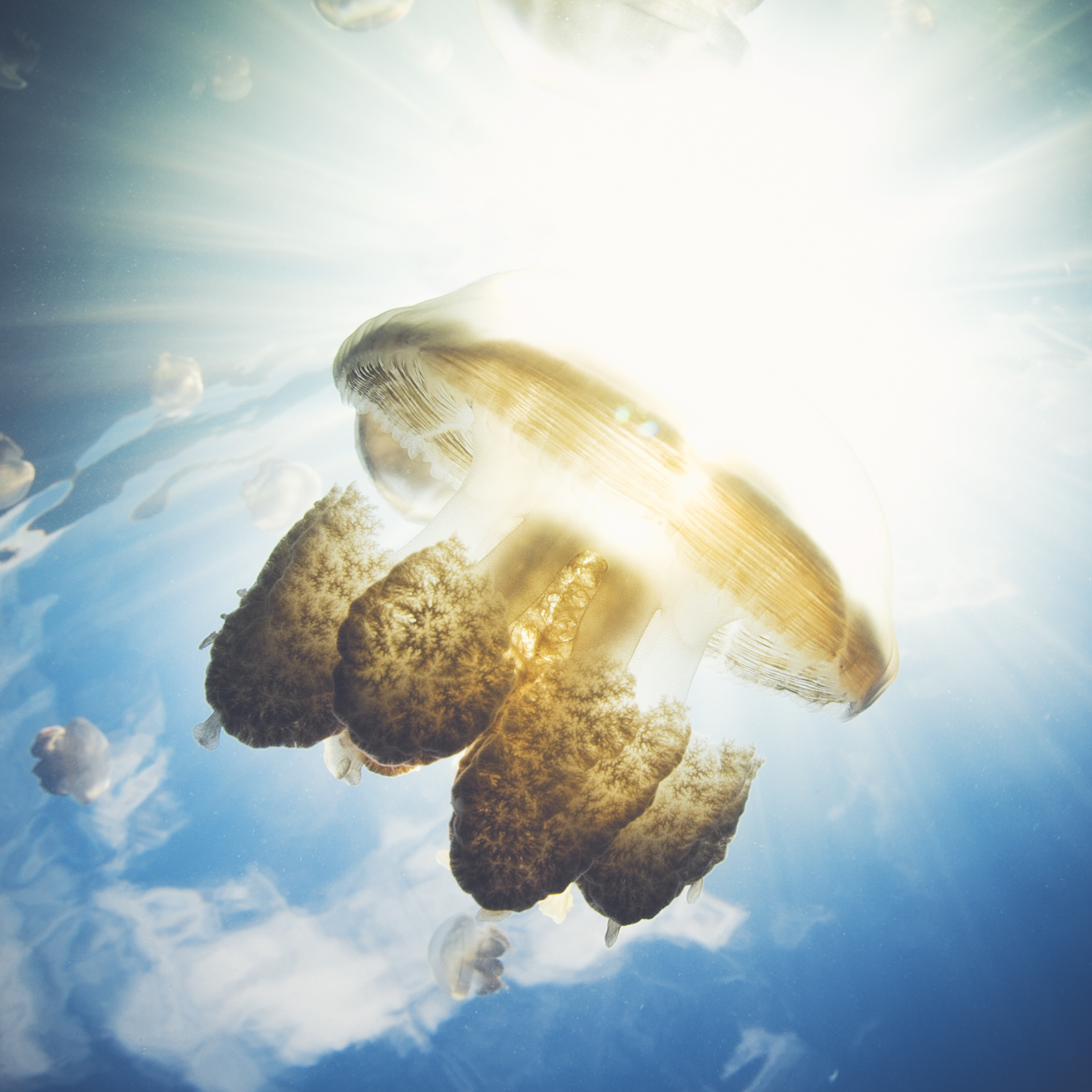 经常熬夜的人！一定要来帕劳看看！用帕劳蓝治愈你的失眠焦虑！