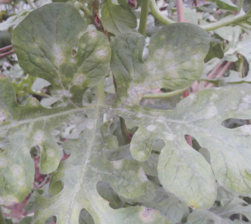 西瓜粉白不甜怎么办,西瓜粉颜色是不好的吗