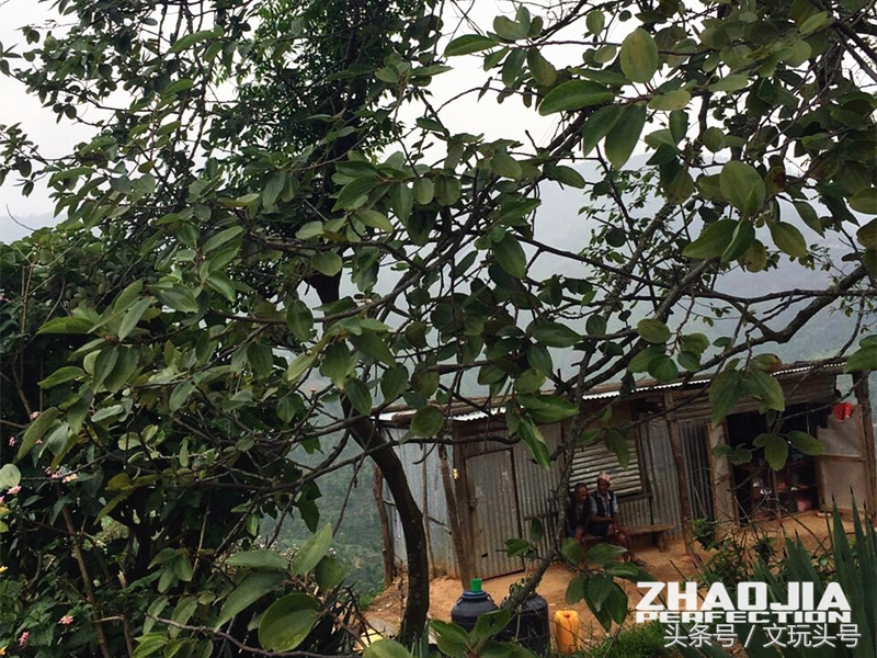 鱼嘴凤眼菩提属于什么档次的凤眼,凤眼菩提为什么越小越贵