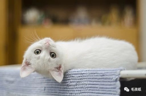 如何检查确认猫猫身上有没有猫癣,猫猫得了猫癣用什么药止痒