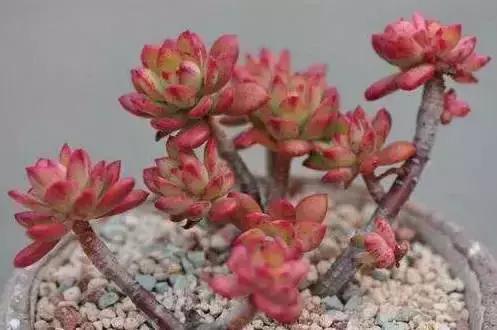 270种常见多肉图谱,270种常见多肉盆景