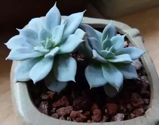 270种常见多肉图谱,270种常见多肉盆景