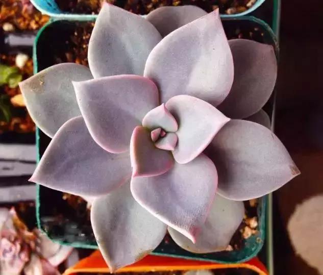 270种常见多肉图谱,270种常见多肉盆景