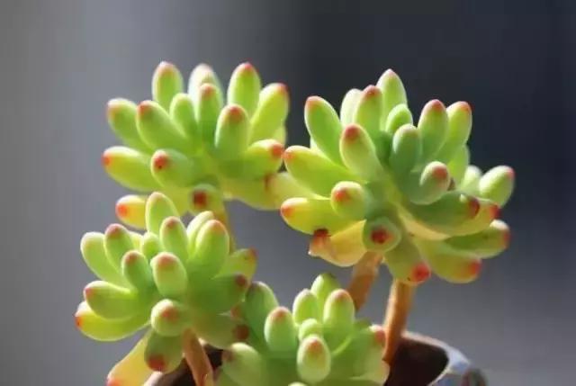 270种常见多肉图谱,270种常见多肉盆景