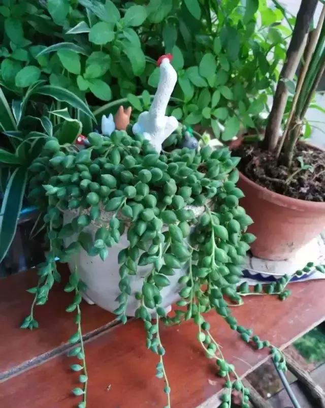 270种常见多肉图谱,270种常见多肉盆景