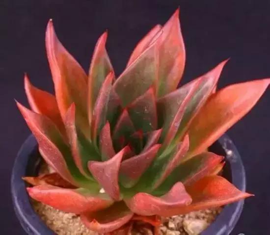 270种常见多肉图谱,270种常见多肉盆景