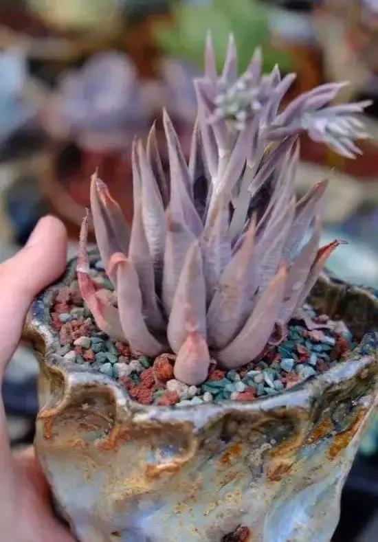 270种常见多肉图谱,270种常见多肉盆景