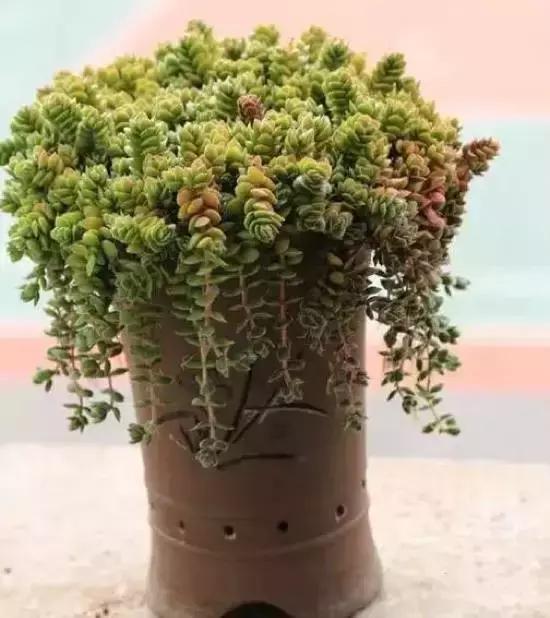 270种常见多肉图谱,270种常见多肉盆景