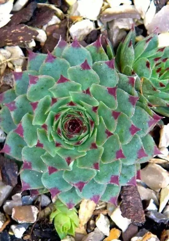 270种常见多肉图谱,270种常见多肉盆景