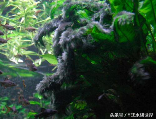 草缸哪种螺除藻最好,草缸养什么虾除藻强