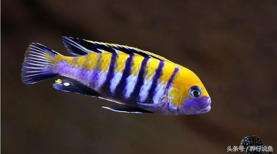 养三湖慈鲷的鱼缸,什么鱼缸适合养三湖慈鲷