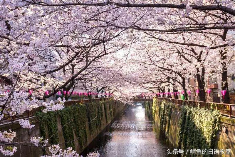 2018樱花,日本樱花节一览表