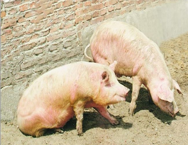 口蹄疫治疗方案有什么,牛口蹄疫治疗偏方