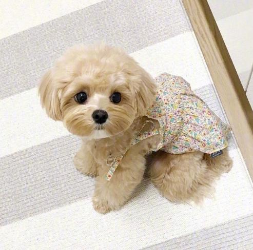 养一只马尔济斯一只约克夏,养一只马尔济斯需要什么东西