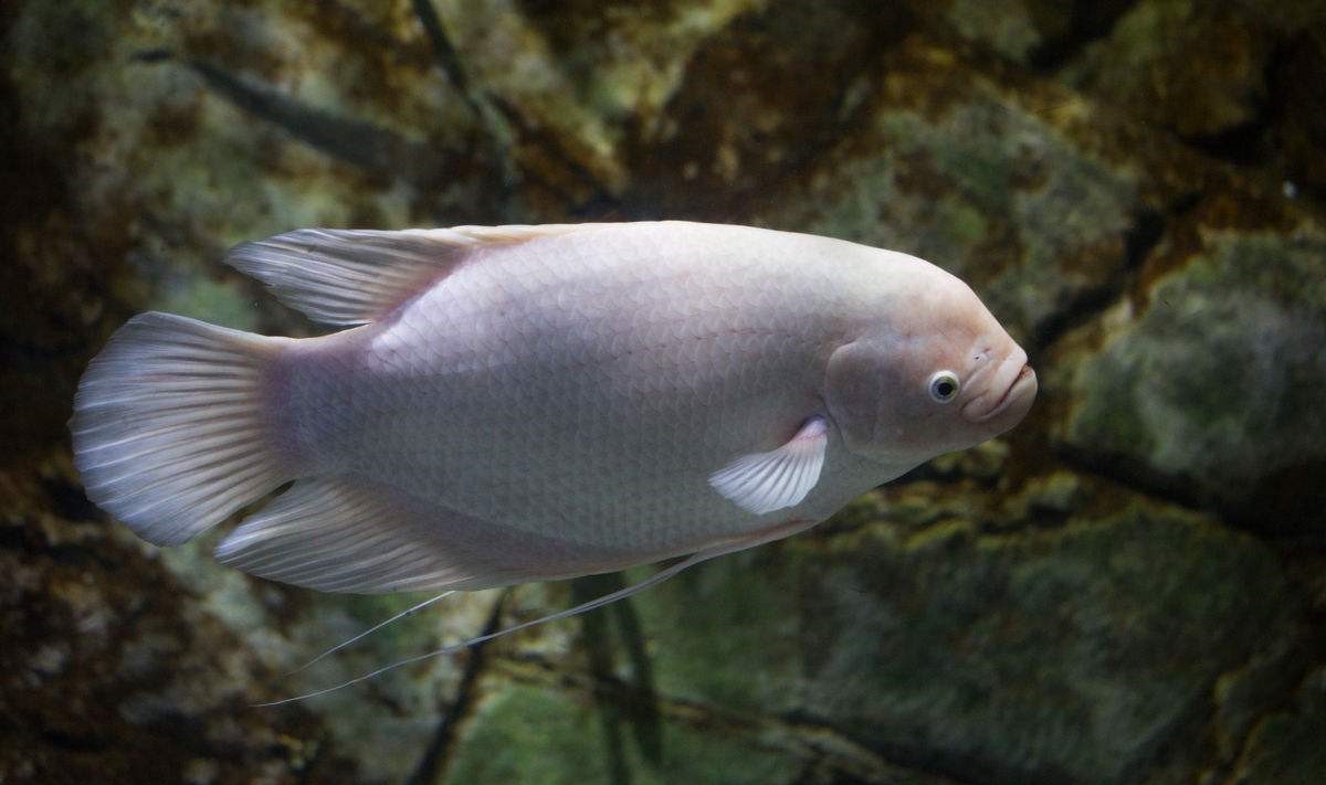 招财鱼怎么饲养视频,招财鱼地图鱼饲养