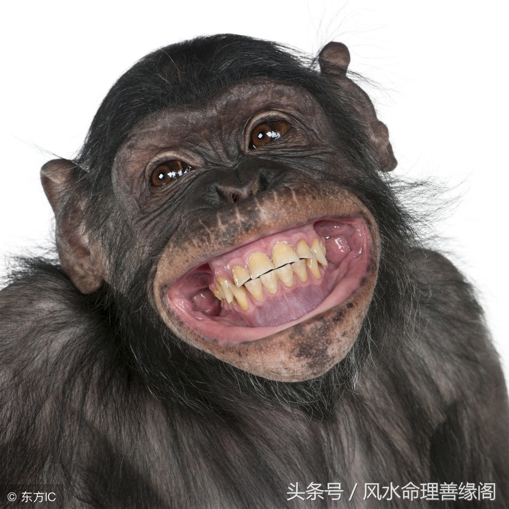 2018年十二生肖总体运势解析,2018年十二生肖每周运势详解