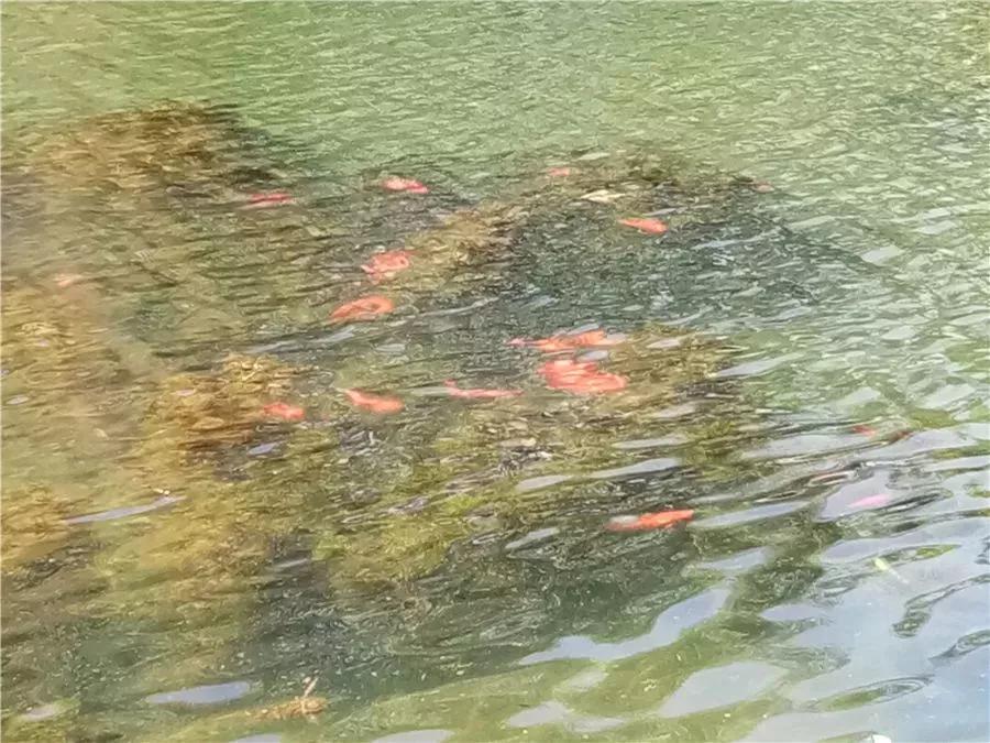 腾冲观音塘,腾冲市观音塘